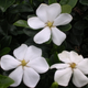 Illustration for article titled Toyota Engineers Unique Flower Species to Absorb Prius Manufacturing Emissions